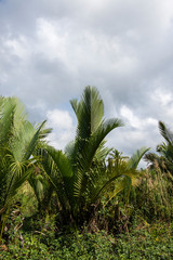 Nypa fruticans Wurmb (Mangrove Palm, Nipa Palm, Nypa Palm) on tree in mangrove forest