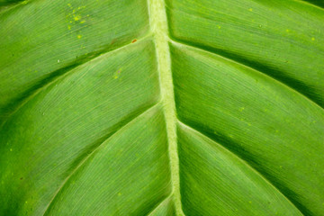 Nervature of the tropical leaf in Amazon rainforest