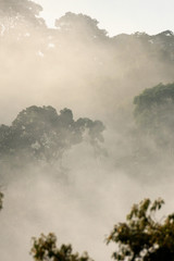 Sunrise in the jungle, Puyo, Ecuador