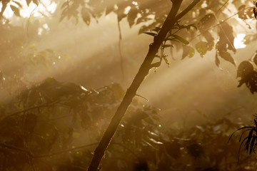 Sunrise in the jungle, Puyo, Ecuador