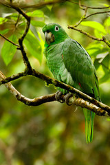 Green Amazon parrot from Amazon rainforest, Puyo, Ecuador