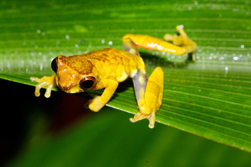 yellow frog from Amazon in  Ecuador