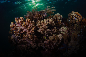 coral reef in the back light, Korallen im Gegenlicht