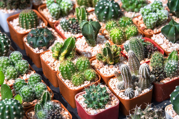 Cactus succulent plantation at nursery, Small cactus in container for sale