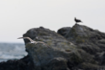 岩へ飛び立つかもめ