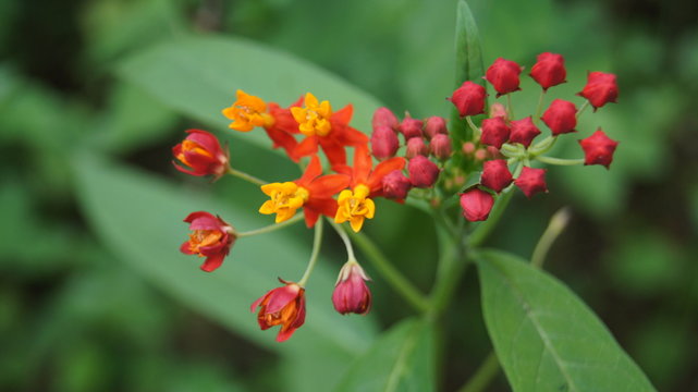 Bastard ipecacuanha, Butterfly Weed, Blood Flower, Milkweed, Silkweed, Asclepias curassavica L., APOCYNACEAE.