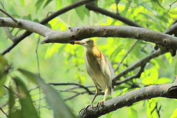 indian pond heron or paddy-bird (ardeola grayii) in breeding plumage, sitting on a branch in sundarbans, west bengal in india