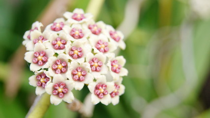 Flowers of Sweetheart, Valentine, Hoya kerrii Craib, Apocyneceae, Inflorescence white flowers resembling star-shaped fragrant soft.
