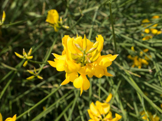 Euryops pectinatus single yellow flower