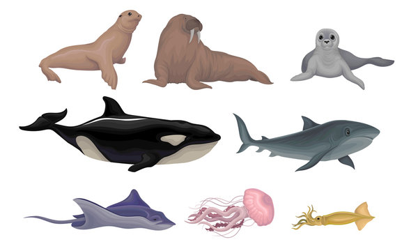 Marine Life Creatures Vector Volume Illustration Set