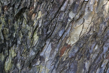 old wood background