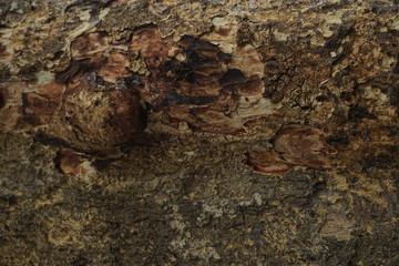 old wood background