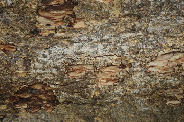 old wood background