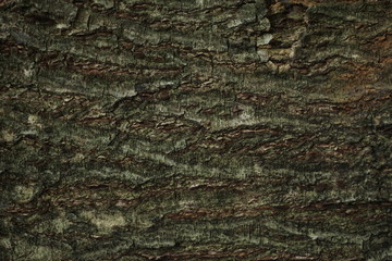 old wood background
