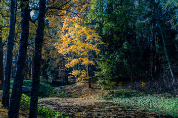 Autumn landscape and landscape in the Park of Pavlovsk, Leningrad region.