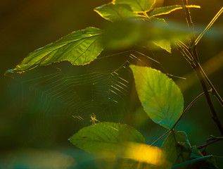spider and its web against autum sunlight in european forest