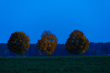 autumn leaves of three trees catching last daylight during blue hour