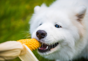 White Samoyed dog is eating his corn