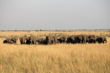 Fototapeta na wymiar Elephants (Loxodonta africana) in Tanzania Africa 