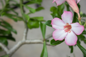 Fototapeta premium Flower