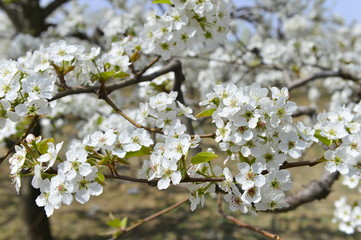 Obraz premium Pear flower in full bloom in spring