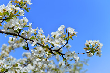 Pear flower in full bloom in spring