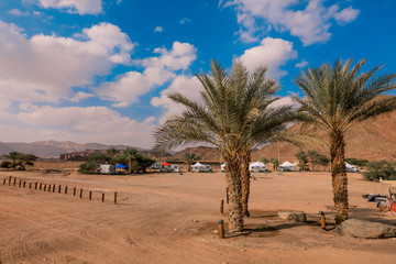 Palm Trees in the Arava Oasis, Timna National Park, Israel