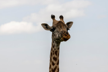 Eating giraffe in savannah