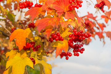 a branch of autumn viburnum with red berries and bright foliage against the sky