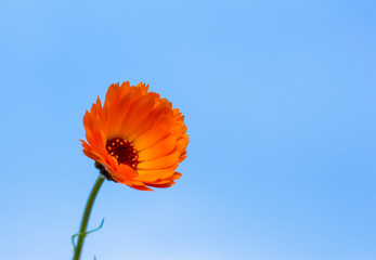 bright orange calendula flower on blue sky background