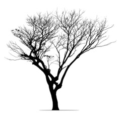 Rain tree in silhouette. The high contrast style on white background, vector file