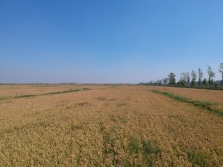 Obraz premium Mature rice in the field