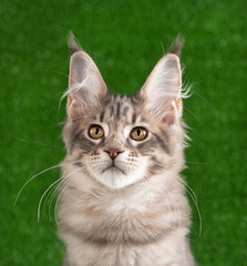 Maine Coon kitten