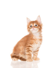 Obraz premium Kociak Maine Coon