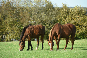 Obraz premium animaux cheval chevaux Ardennes Wallonie Belgique