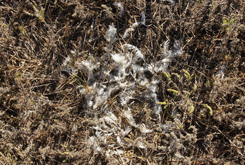 Fox killed the chicken