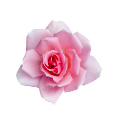 Fresh beautiful pink rose isolated on white background