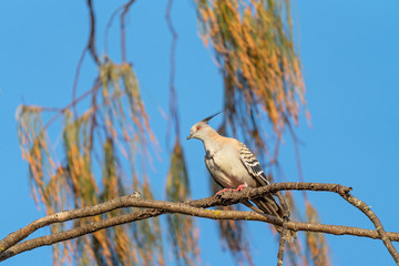 A Crested Pigeon Sitting On A Branch
