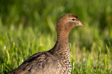 Maned Duck in Australia
