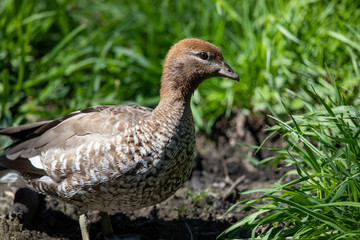Maned Duck in Australia