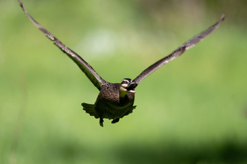 Pacific Black Duck in Australia