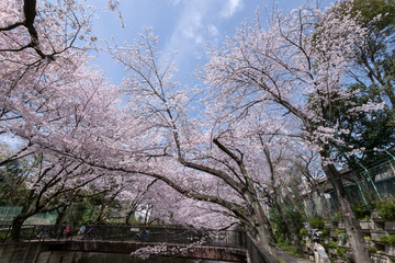 加賀緑橋の桜（東京都板橋区）