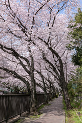 Fototapeta premium 加賀緑橋の桜（東京都板橋区）