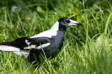 Australasian Magpie in Victoria