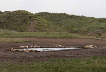 Sleeping lions in the circle near water