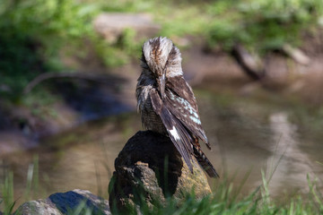 Laughing Kookaburra in Australia