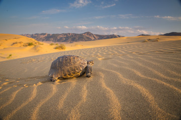 The  Turtle in Desert - 296015230