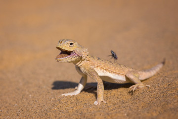 The Lizzard and the little Fly