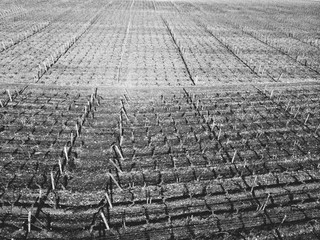 Vue aérienne de vignes de Bourgogne en hiver
