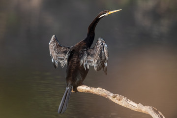 Australian Anhinga or Darter